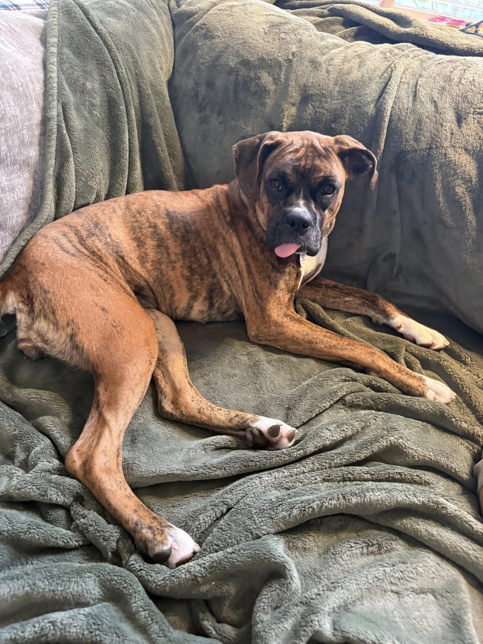 Enlarge Pretzel, a Adoptable Boxer in Stanwood, WA image 2/3