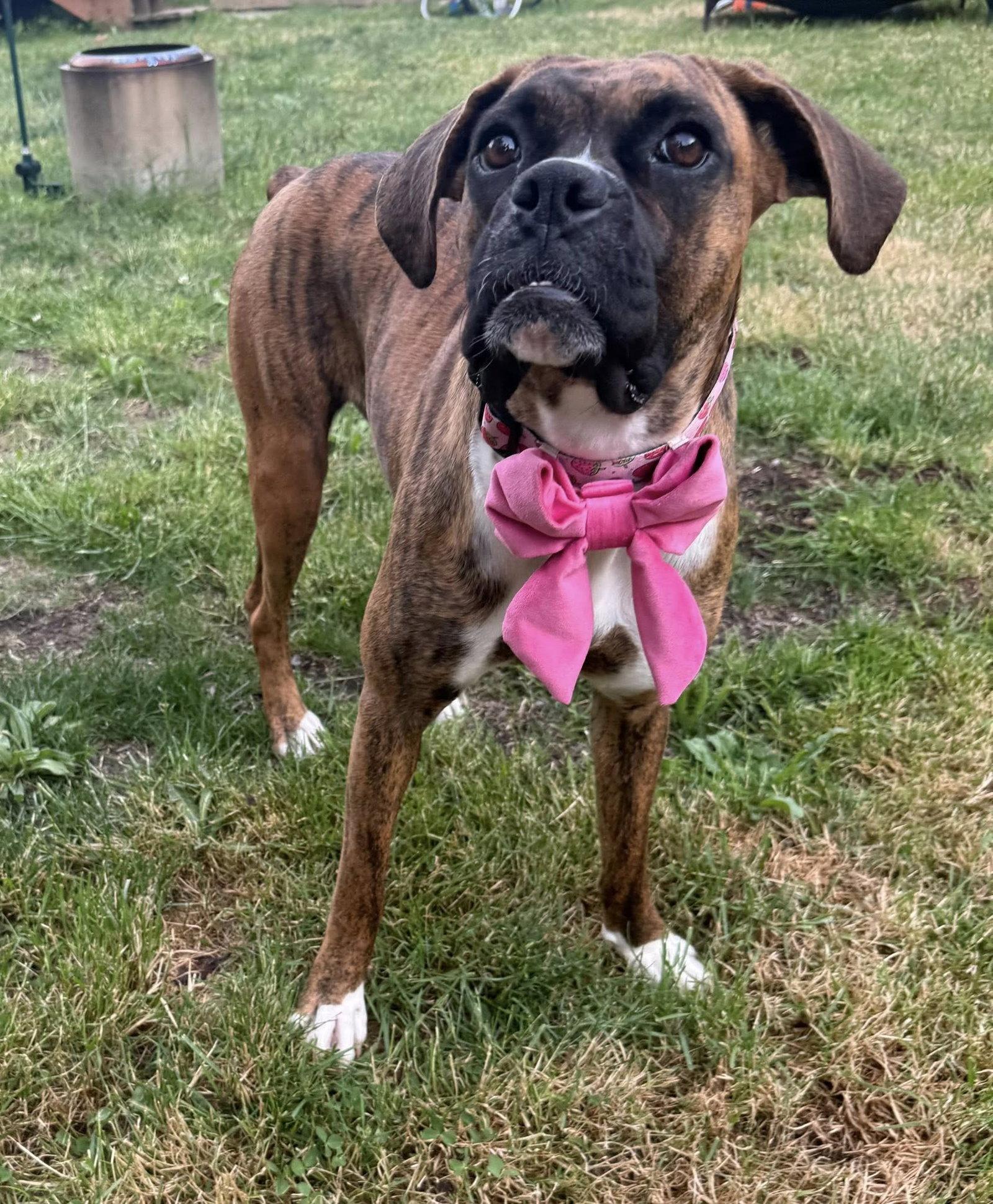 Enlarge Pretzel, a Adoptable Boxer in Stanwood, WA image 3/3