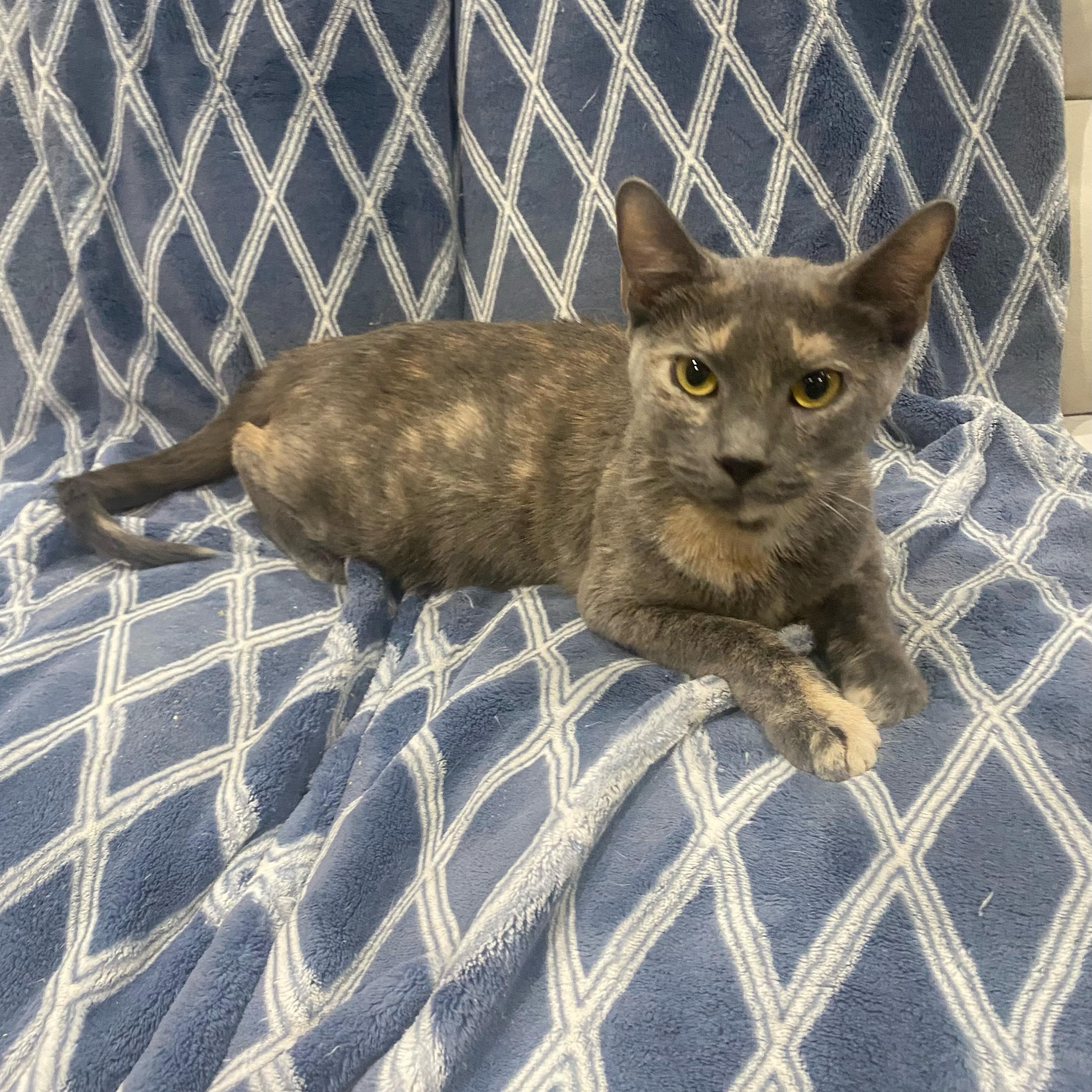 Enlarge Matilda, a Adoptable Dilute Tortoiseshell in Boston, MA image 2/4