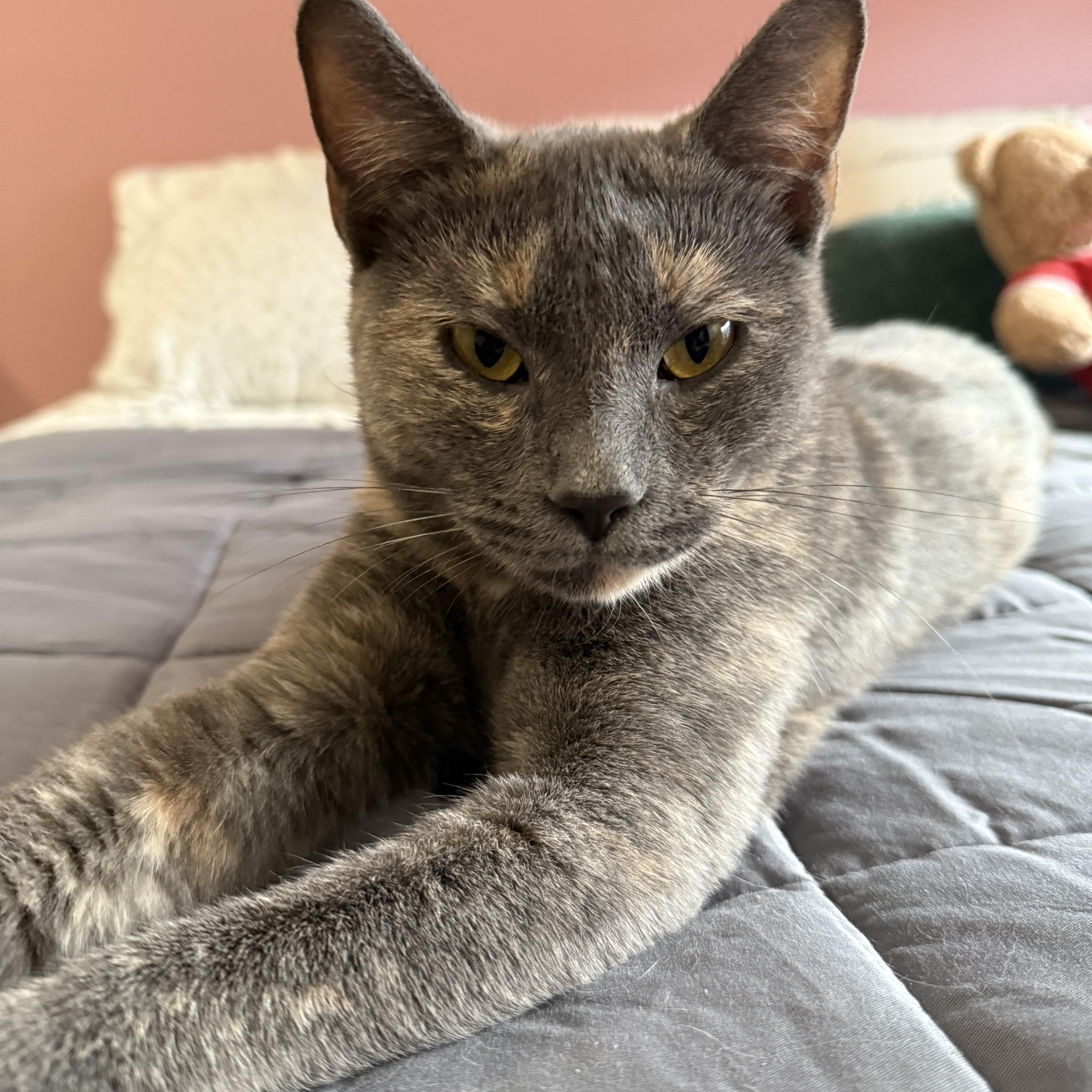 Enlarge Matilda, a Adoptable Dilute Tortoiseshell in Boston, MA image 3/4