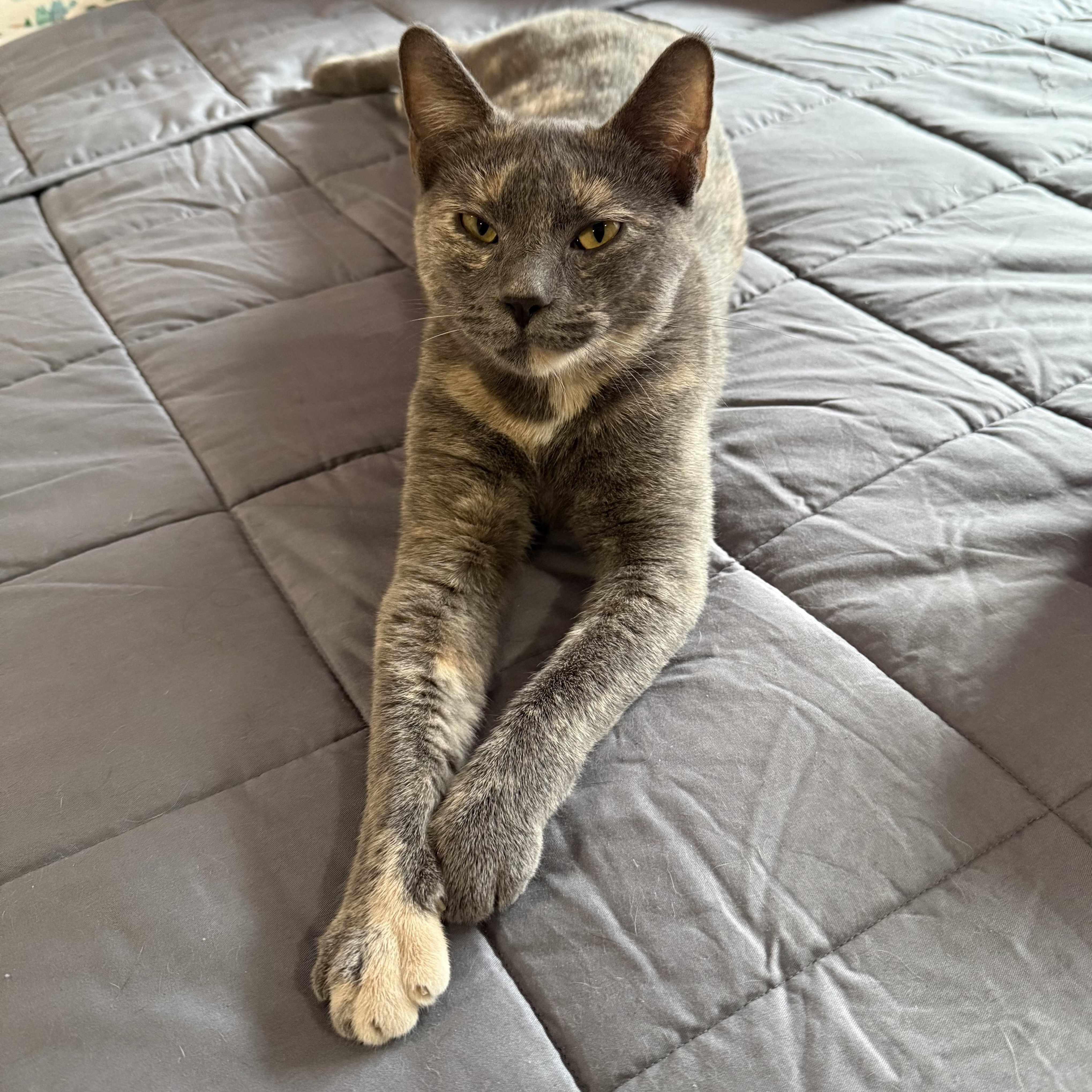 Matilda, Adoptable, Young Female Dilute Tortoiseshell.