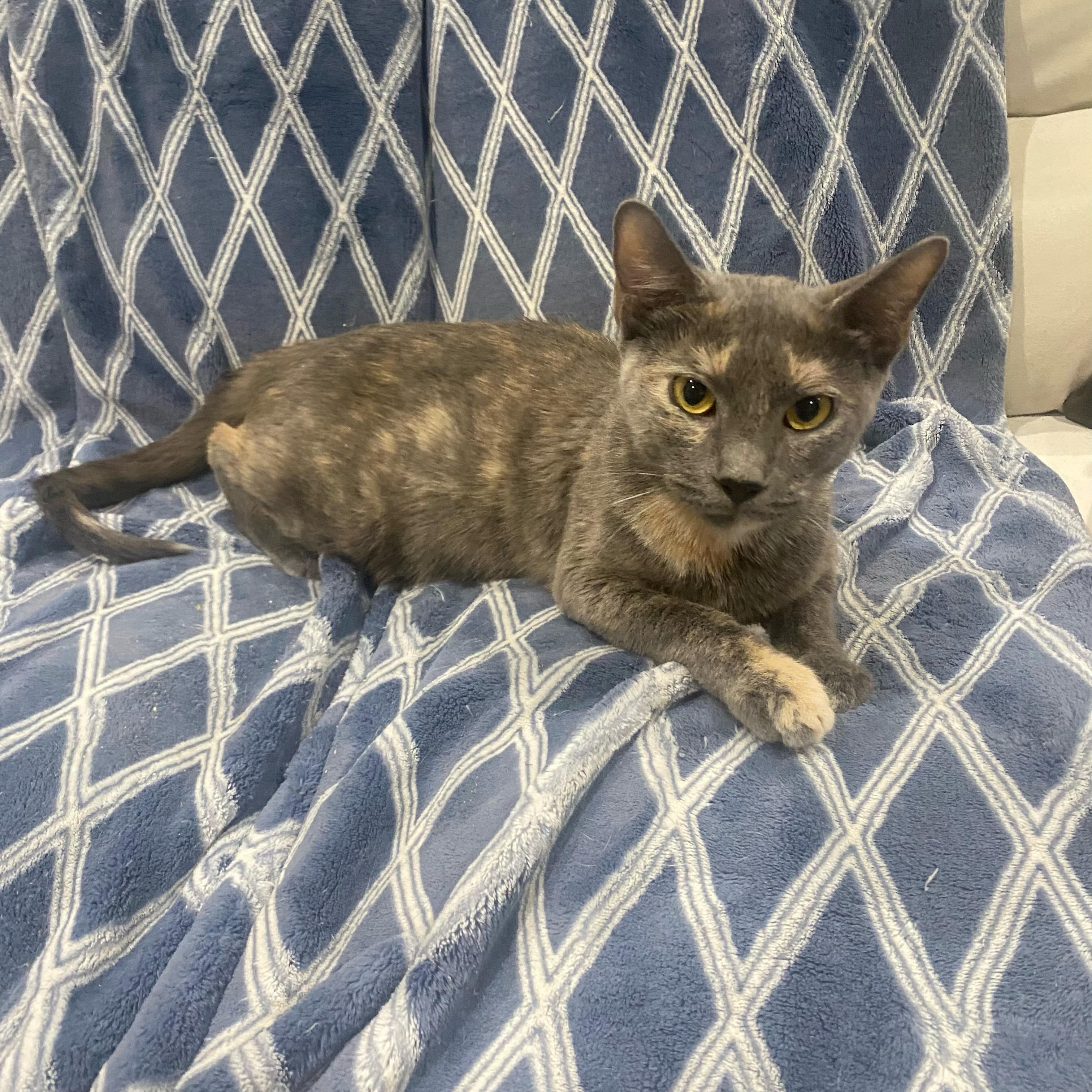 Enlarge Matilda, a Adoptable Dilute Tortoiseshell in Boston, MA image 4/4