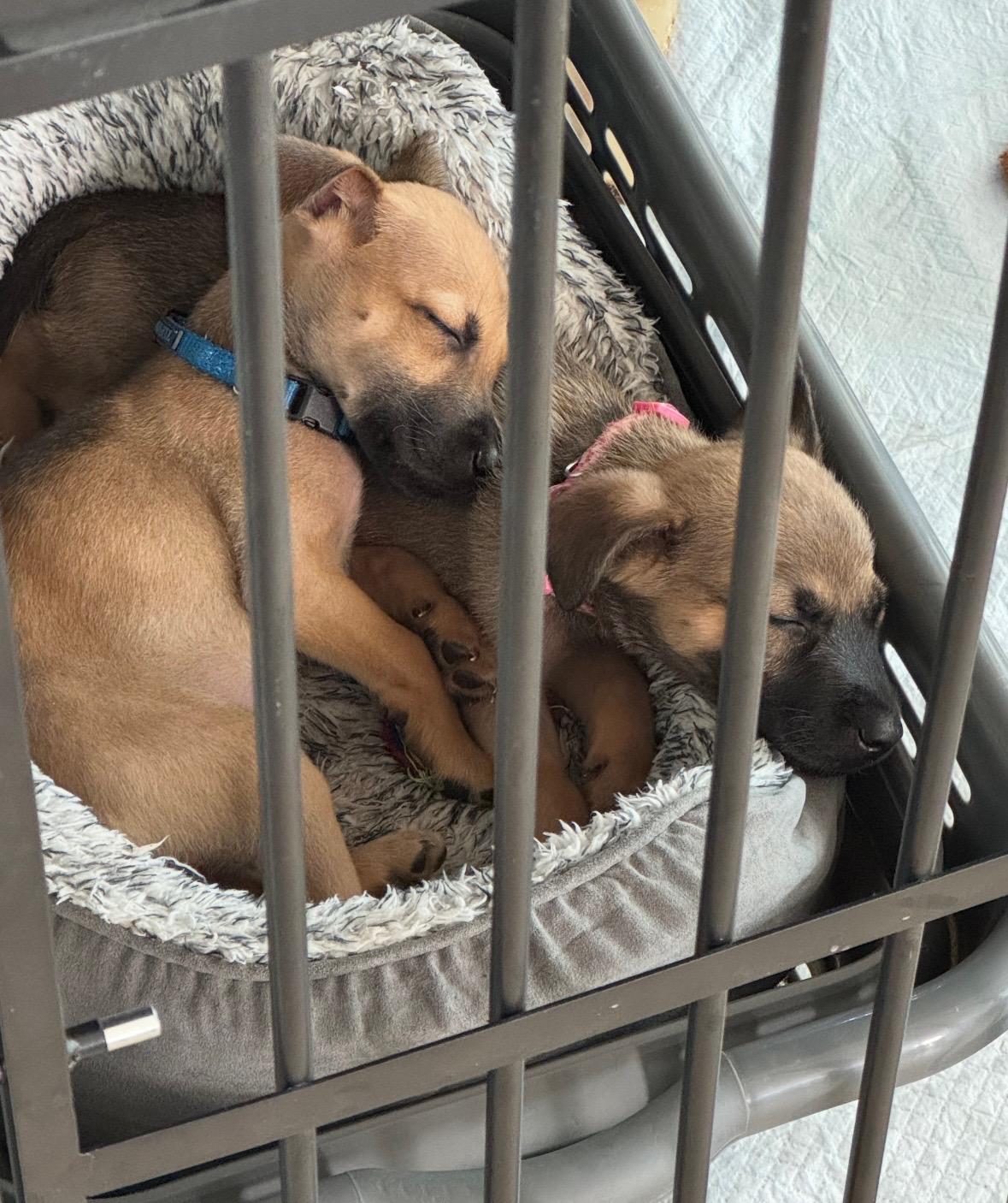 Enlarge Remmy Roo - The Sweet Babe With A Sad Story!, a Adoptable mixed breed in PALO ALTO, CA image 5/6