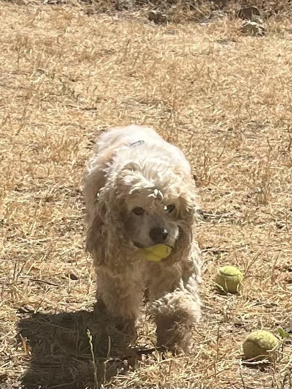 Riley, Adoptable, Senior Male Cocker Spaniel.