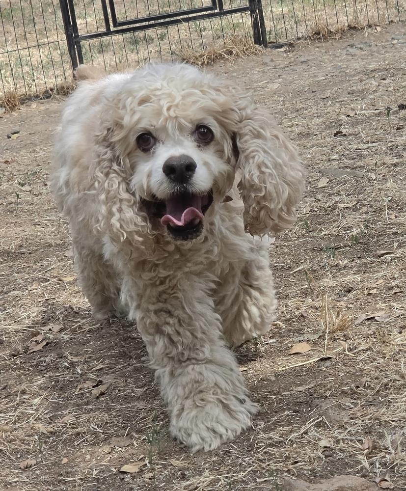 Riley, a Adoptable Cocker Spaniel in Jamestown, CA image 2/6
