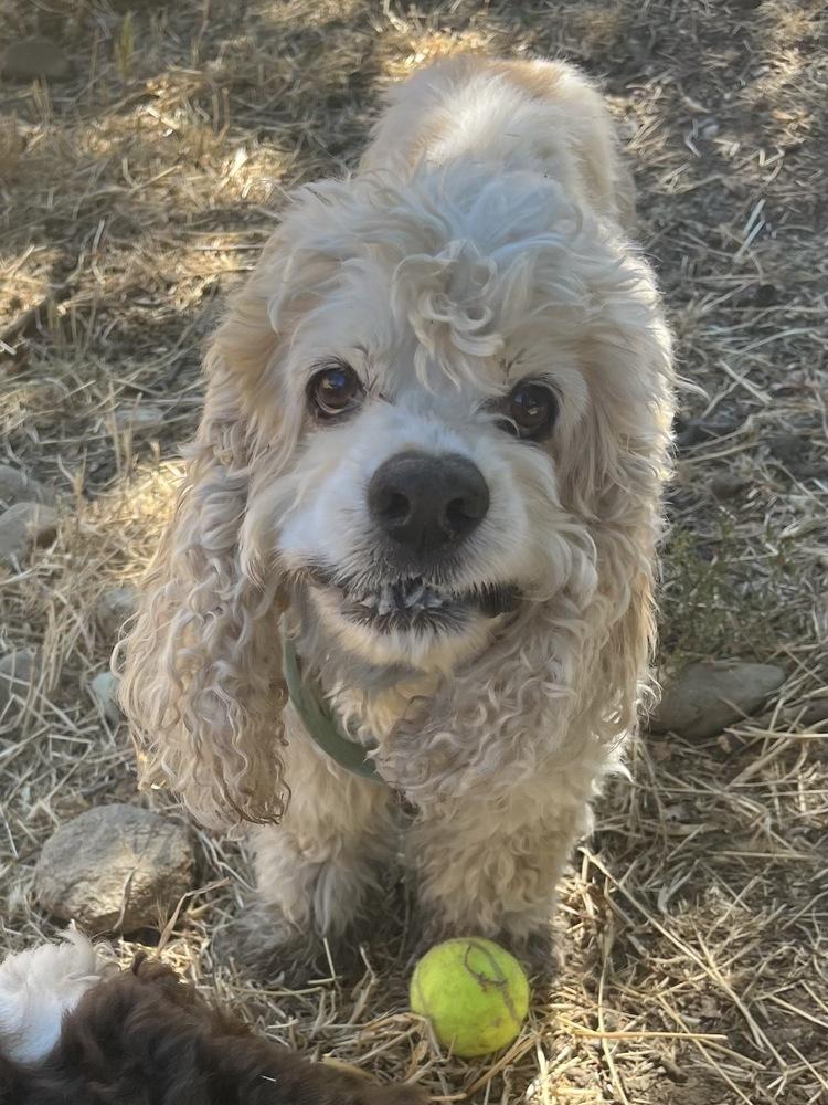 Riley, a Adoptable Cocker Spaniel in Jamestown, CA image 3/6