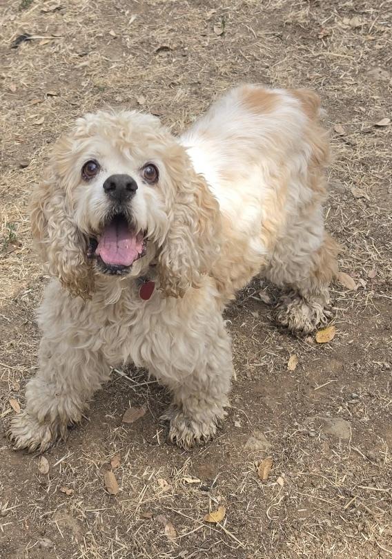 Riley, a Adoptable Cocker Spaniel in Jamestown, CA image 4/6