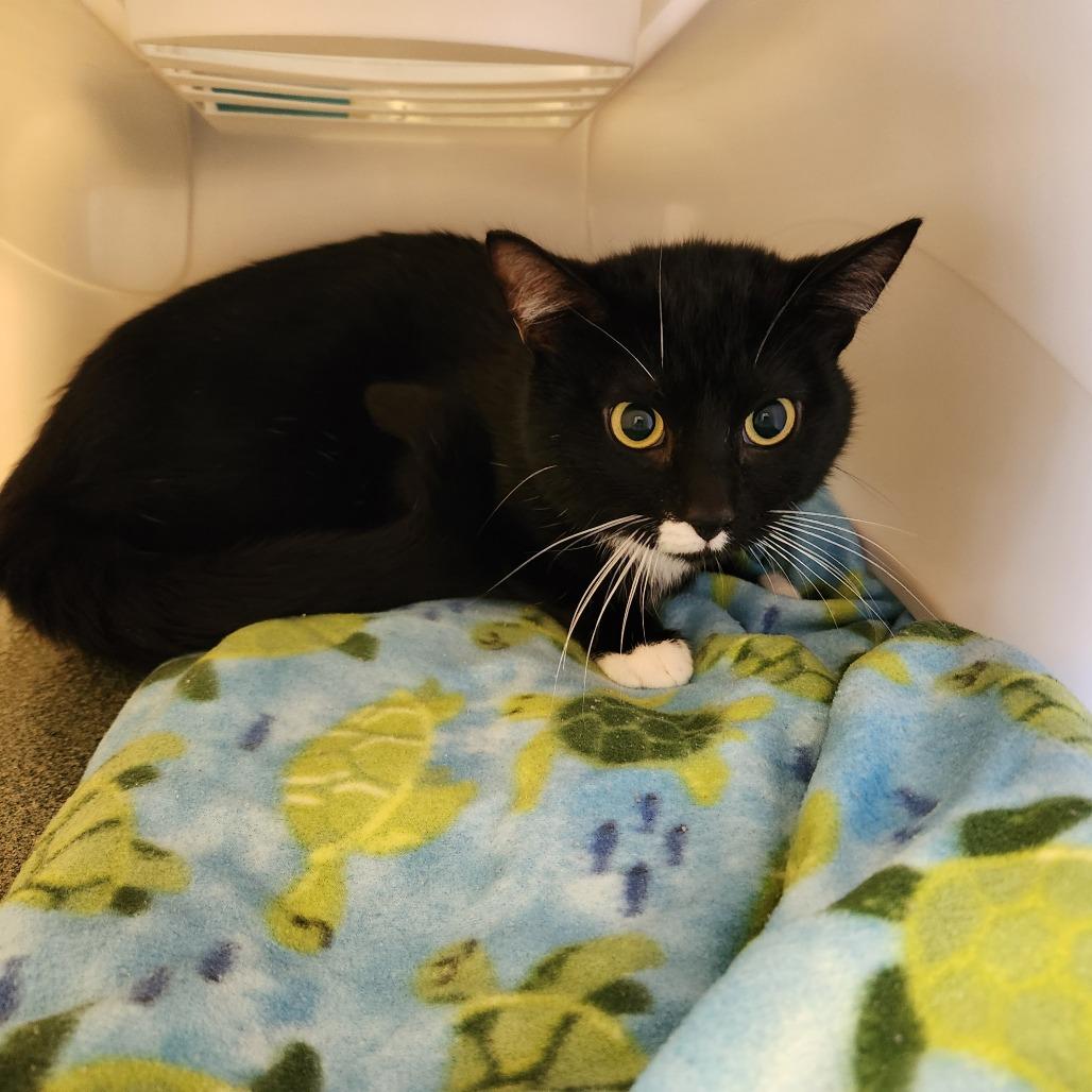 Enlarge Mittens, a Adoptable Domestic Short Hair in Naples, FL image 1/3