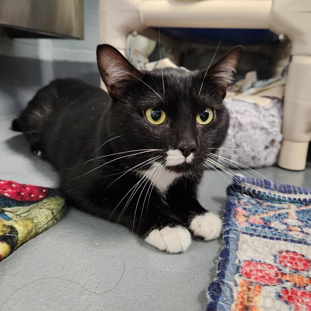 Enlarge Mittens, a Adoptable Domestic Short Hair in Naples, FL image 2/3