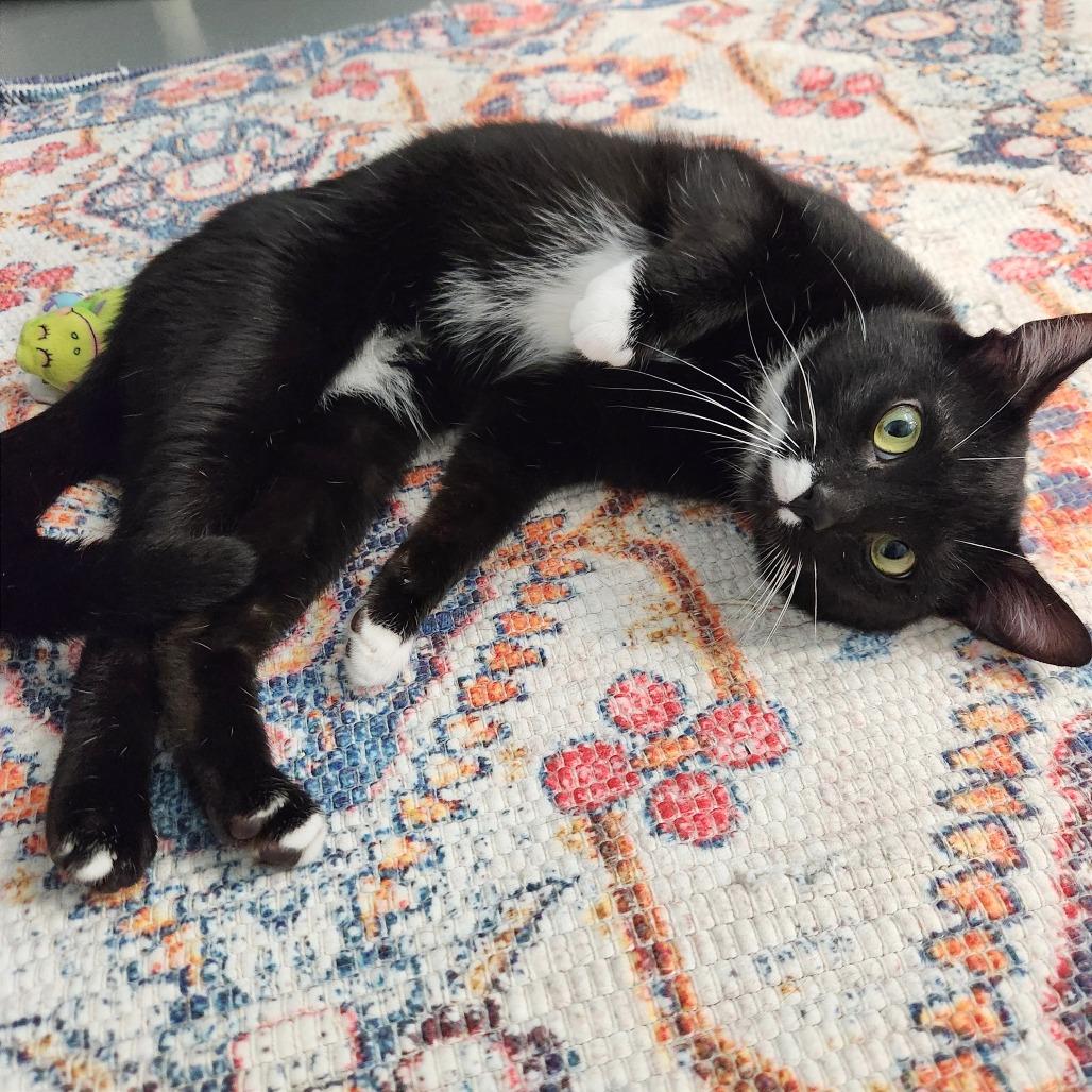 Enlarge Mittens, a Adoptable Domestic Short Hair in Naples, FL image 3/3