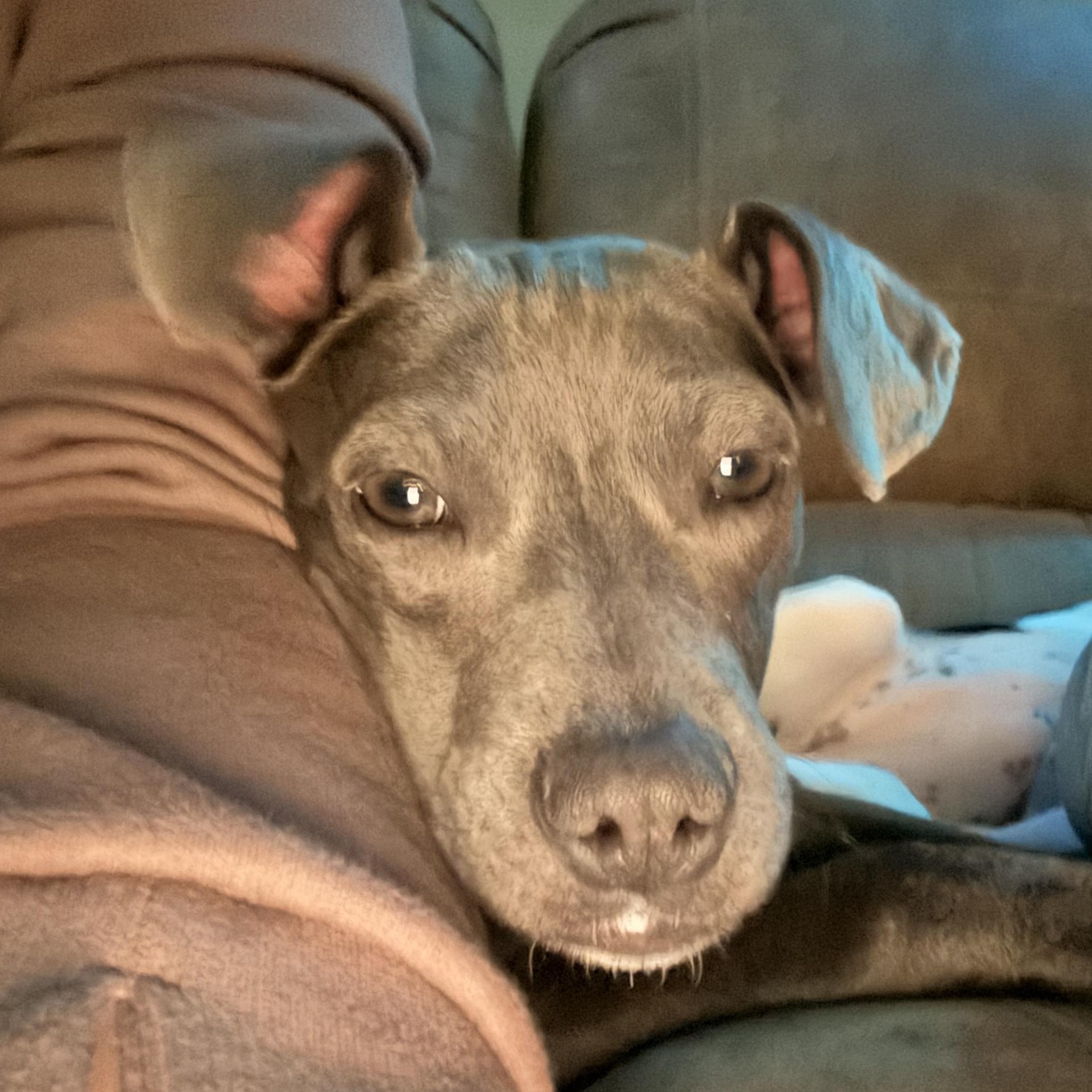 Scarlett, ADOPTABLE, Puppy Female Italian Greyhound & Terrier.