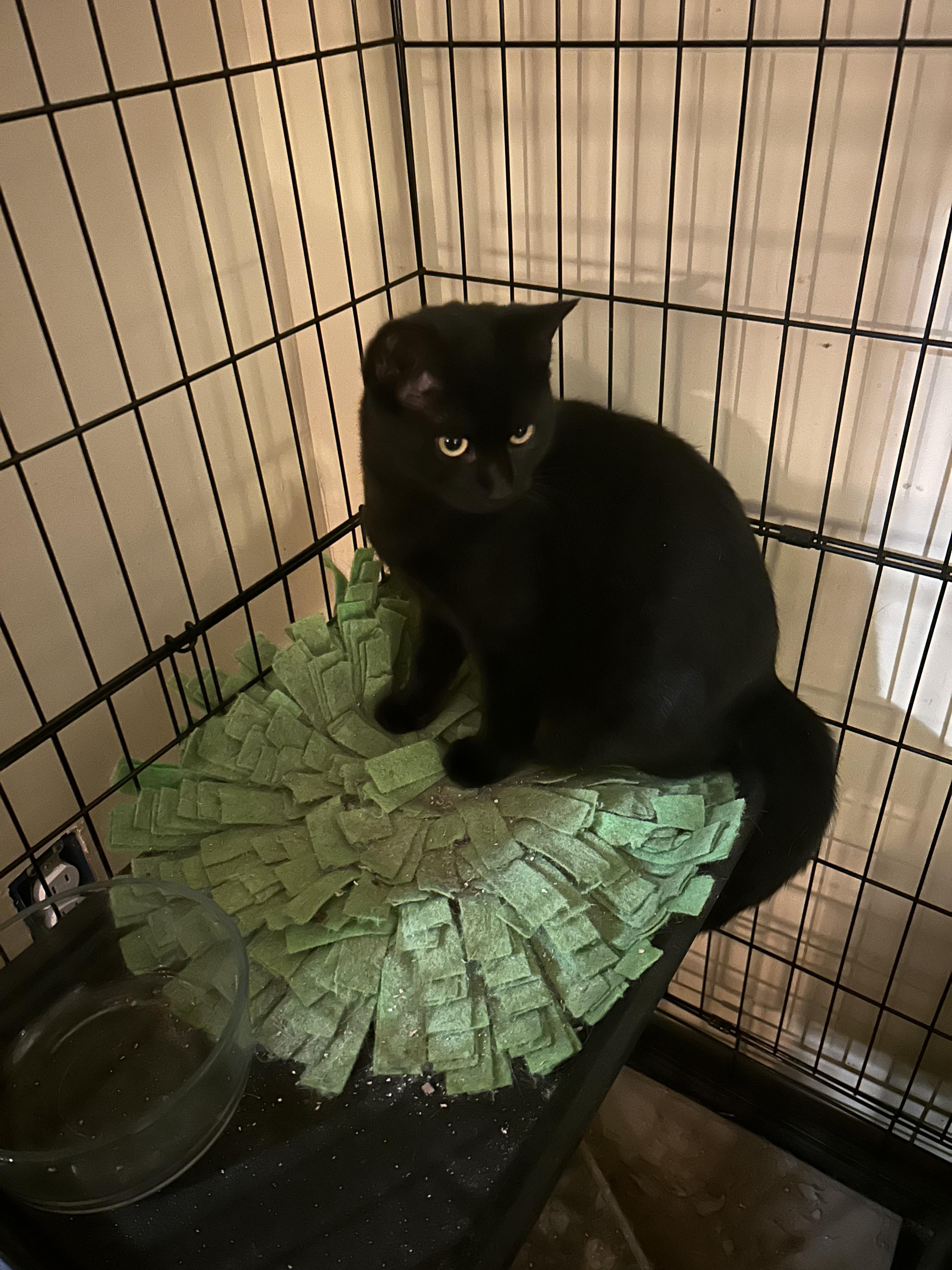 PECAN & APPLE, a Adoptable Domestic Short Hair in Warwick , RI image 4/6