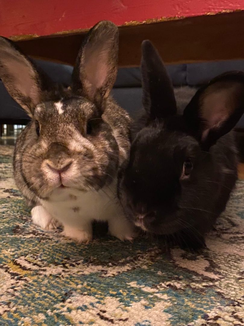 Enlarge Jacky and Charlie (Vancouver), a Adoptable mixed breed in Vancouver, BC image 2/4
