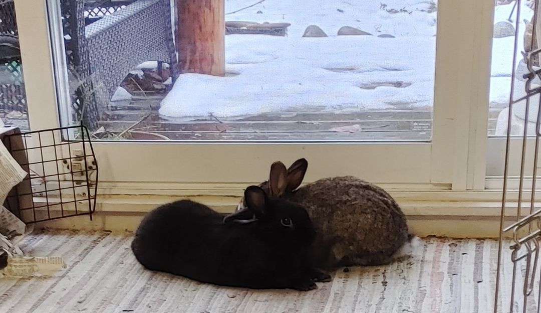 Jacky and Charlie (Vancouver), Adoptable, Adult Male Bunny Rabbit.