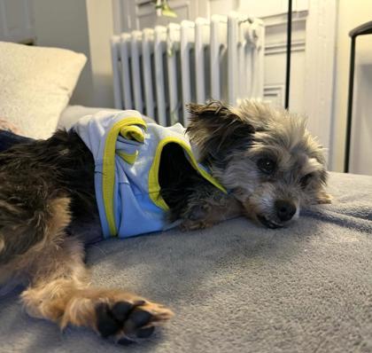 Darjeeling, Adoptable, Adult Female Yorkshire Terrier.