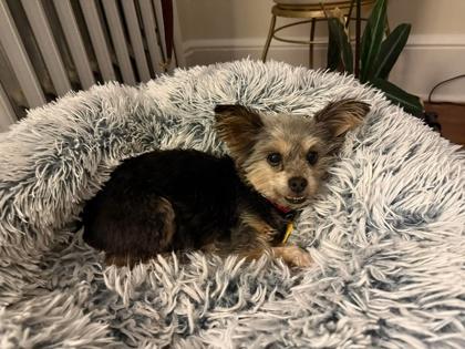 Darjeeling thumbnail 2