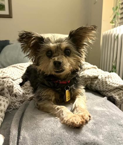 Darjeeling thumbnail 3