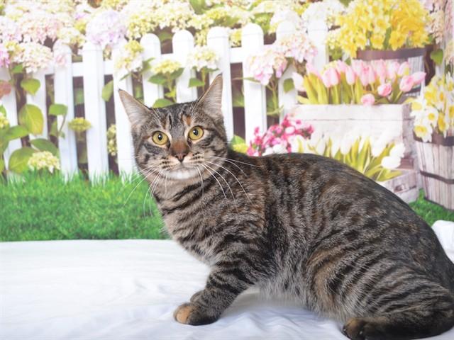 STAR, Adoptable, Young Female Domestic Short Hair & Domestic Short Hair.