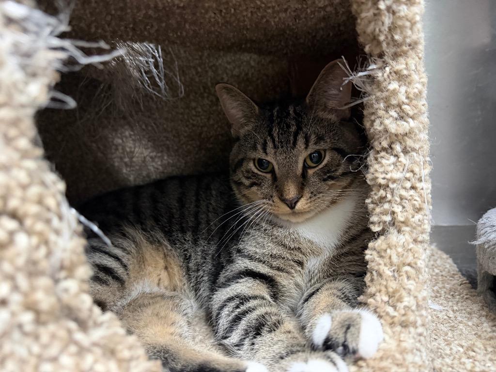 Dylan, Adoptable, Young Male Domestic Short Hair.