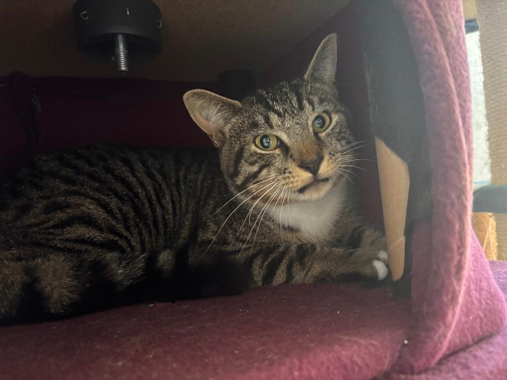 Dylan, Adoptable, Young Male Domestic Short Hair.