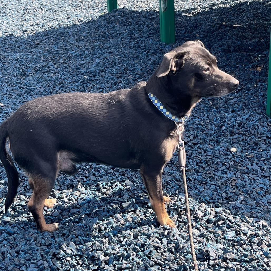 Enlarge Jax, a Adoptable mixed breed in Farmersville, OH image 1/6