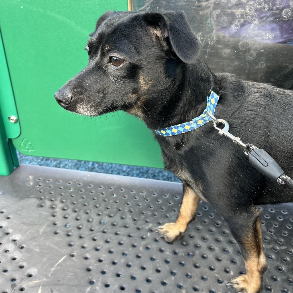 Enlarge Jax, a Adoptable mixed breed in Farmersville, OH image 2/6