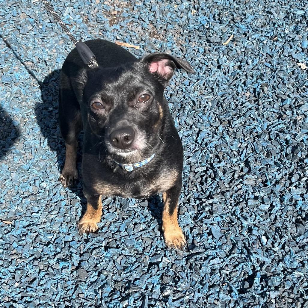 Enlarge Jax, a Adoptable mixed breed in Farmersville, OH image 3/6