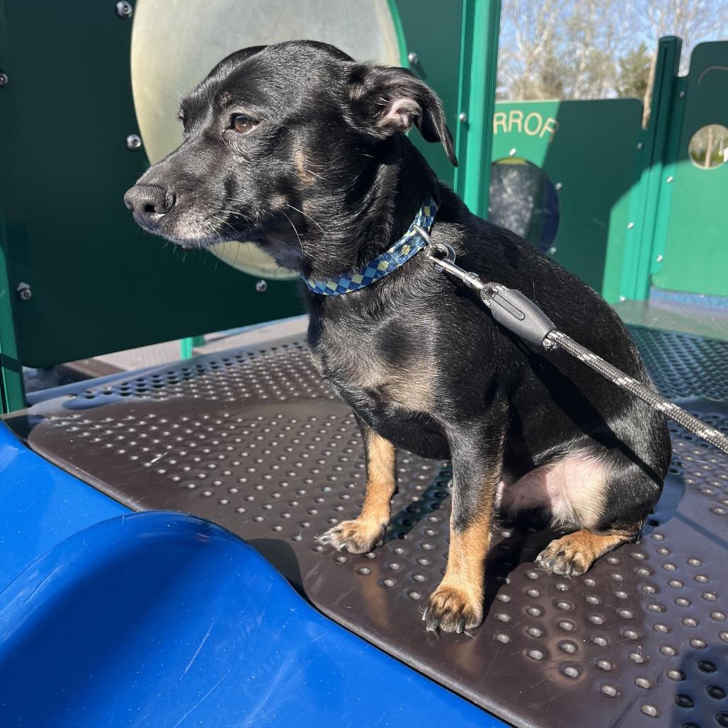 Enlarge Jax, a Adoptable mixed breed in Farmersville, OH image 4/6