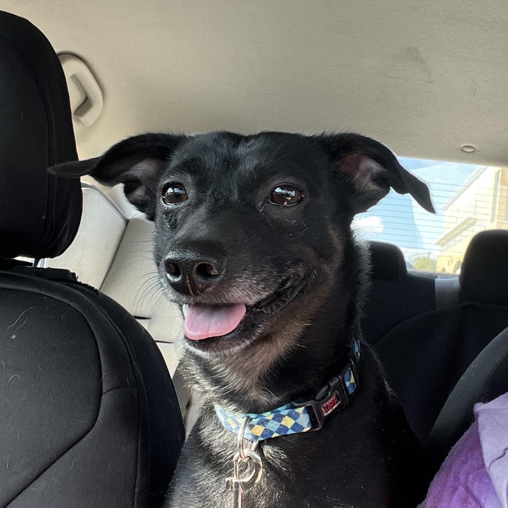 Enlarge Jax, a Adoptable mixed breed in Farmersville, OH image 5/6