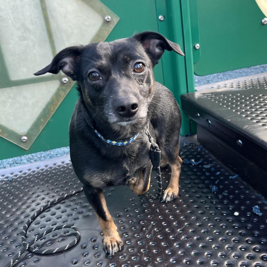 Enlarge Jax, a Adoptable mixed breed in Farmersville, OH image 6/6