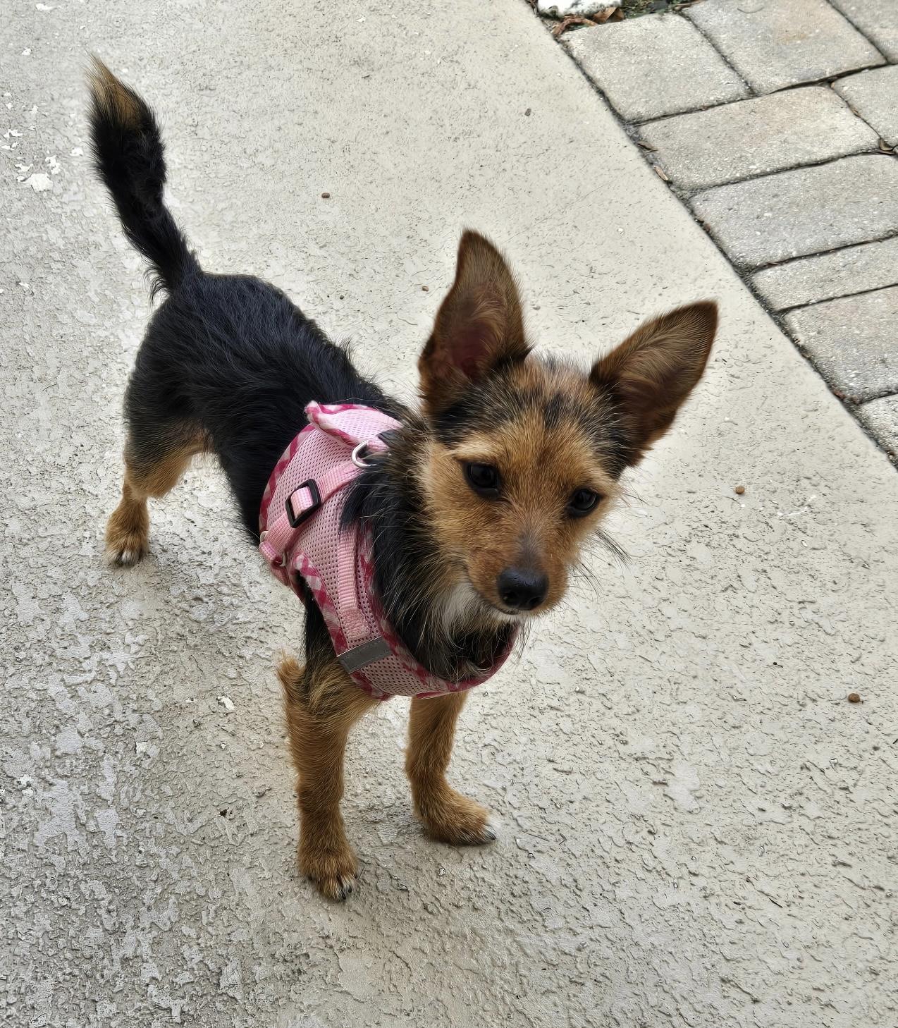 Enlarge Pixie, a Adoptable mixed breed in Bradenton, FL image 6/6