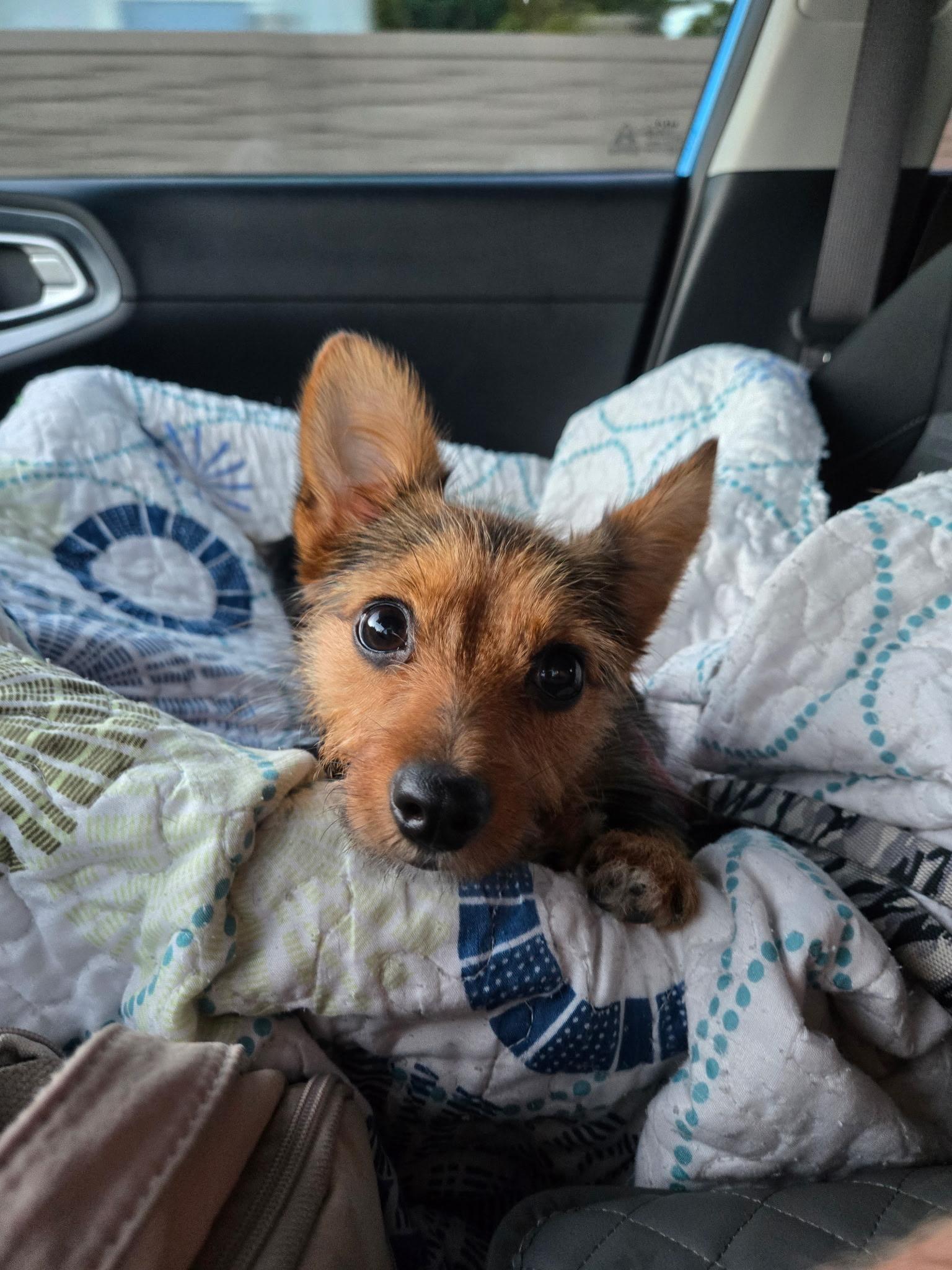 Enlarge Pixie, a Adoptable mixed breed in Bradenton, FL image 2/6