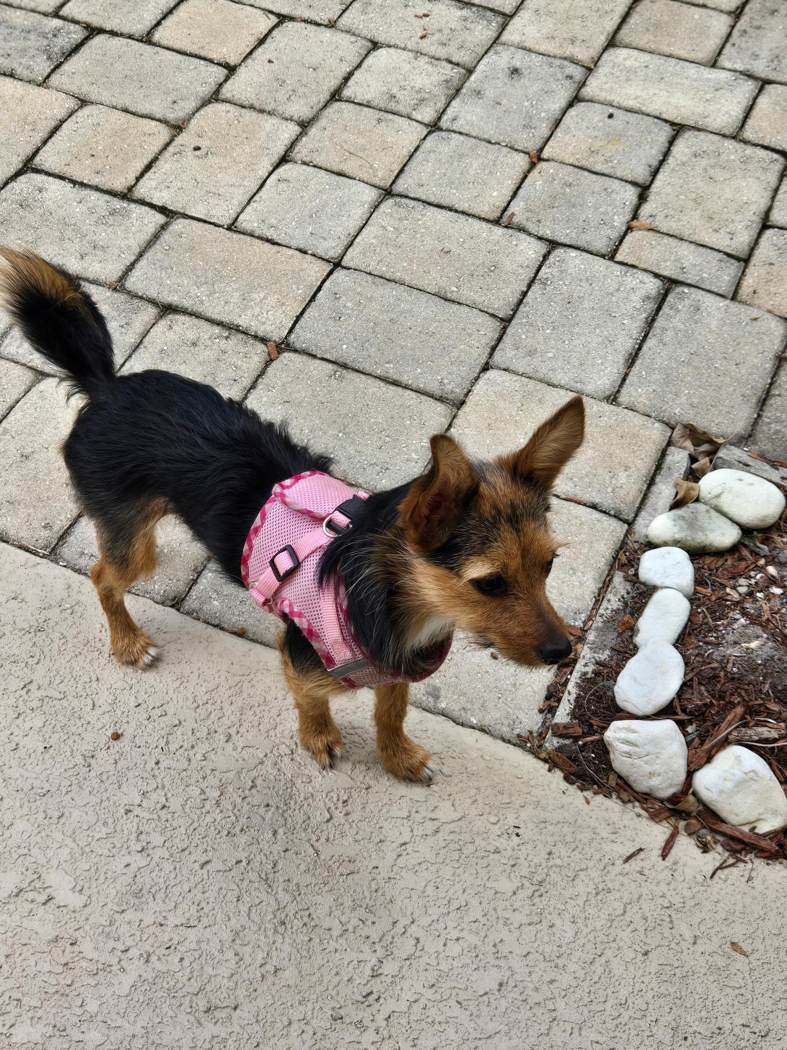 Enlarge Pixie, a Adoptable mixed breed in Bradenton, FL image 5/6