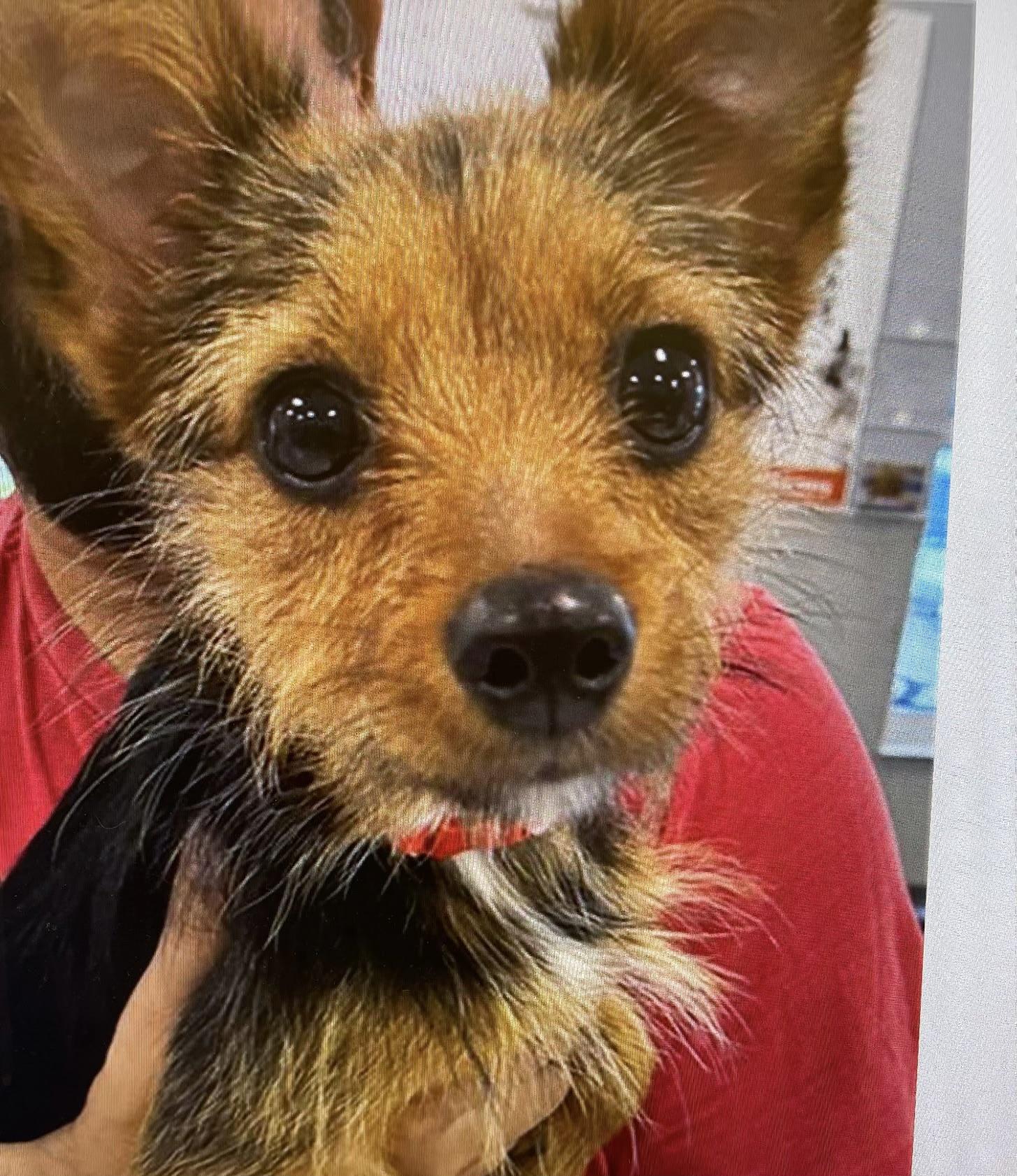 Enlarge Pixie, a Adoptable mixed breed in Bradenton, FL image 1/6