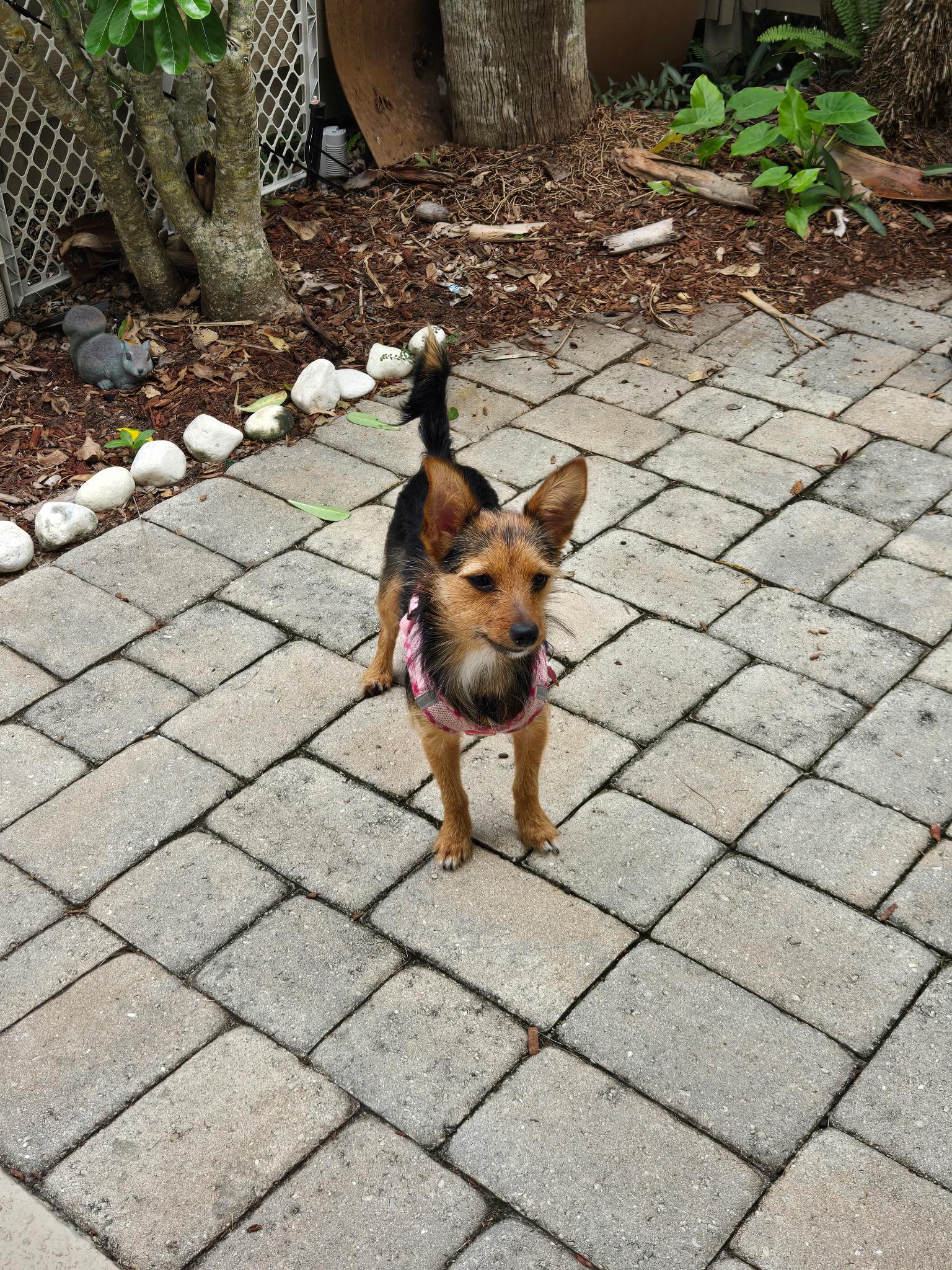 Enlarge Pixie, a Adoptable mixed breed in Bradenton, FL image 4/6