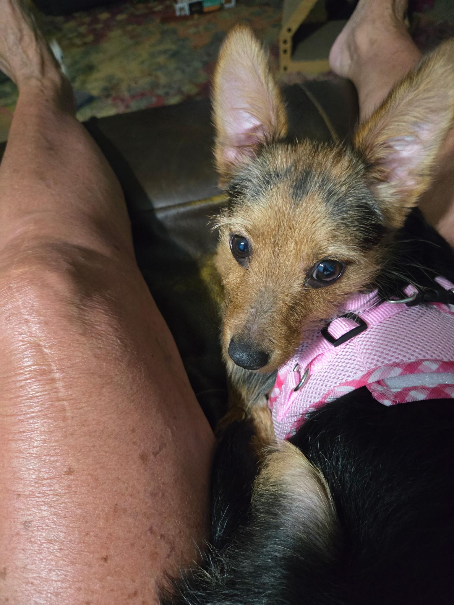 Enlarge Pixie, a Adoptable mixed breed in Bradenton, FL image 3/6