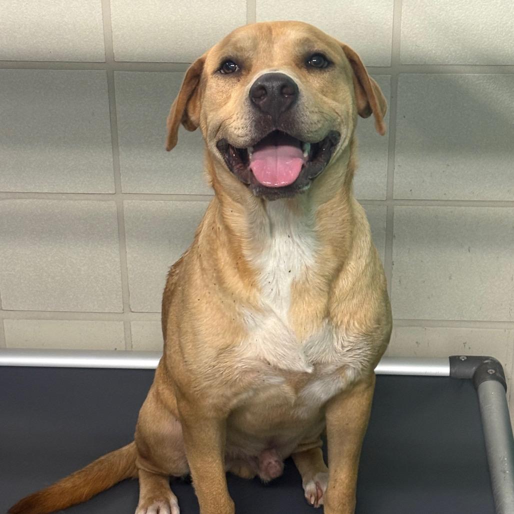 Mason, a Adoptable mixed breed in Bryan, TX image 2/3