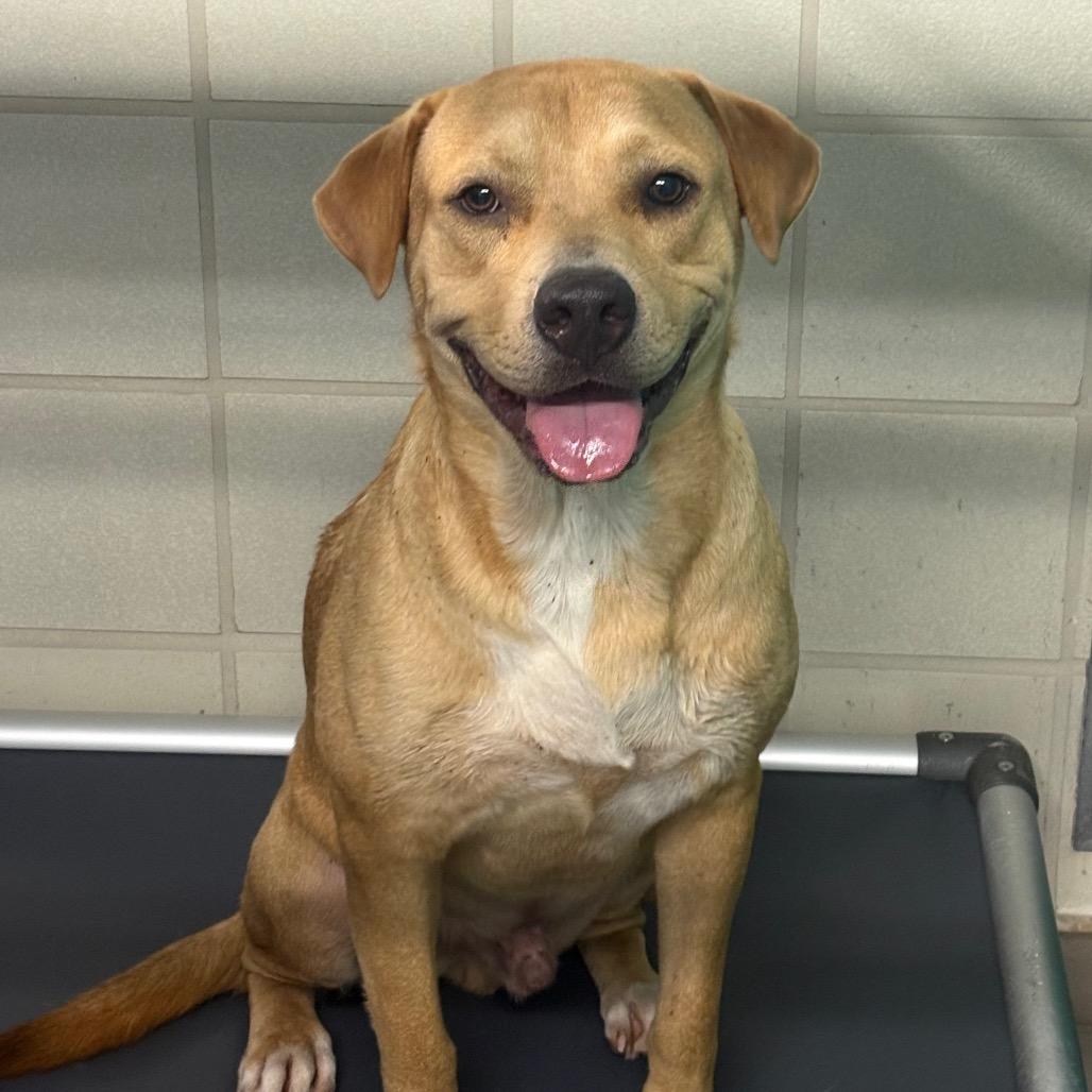 Mason, a Adoptable mixed breed in Bryan, TX image 3/3