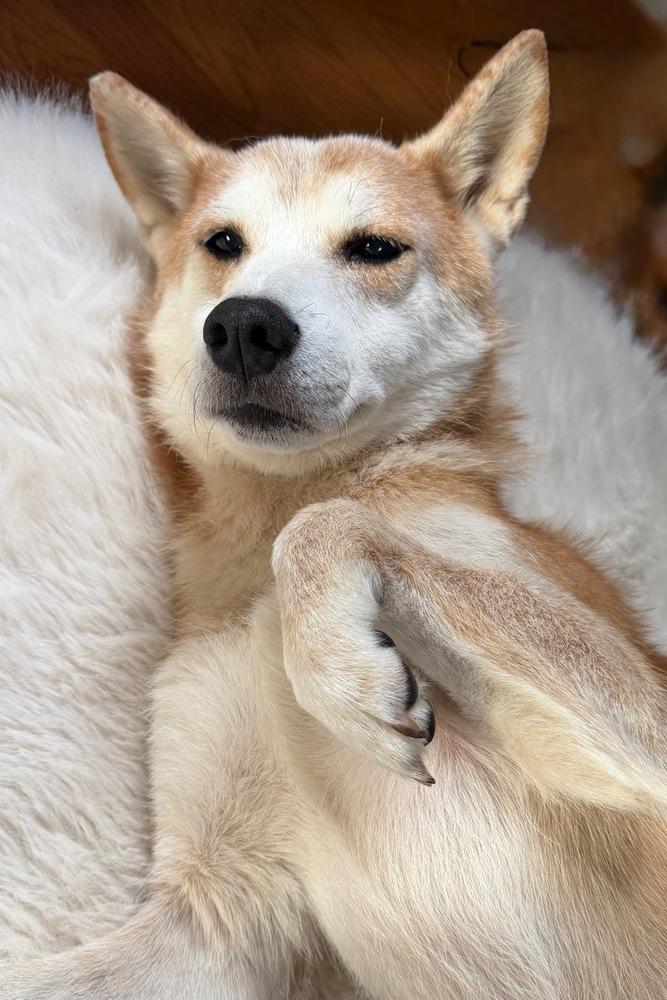 Sammy, a Adoptable mixed breed in Plymouth, MN image 2/4