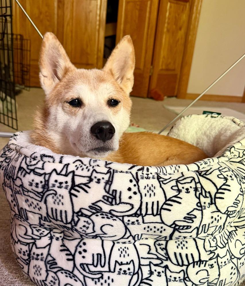 Sammy, a Adoptable mixed breed in Plymouth, MN image 3/4