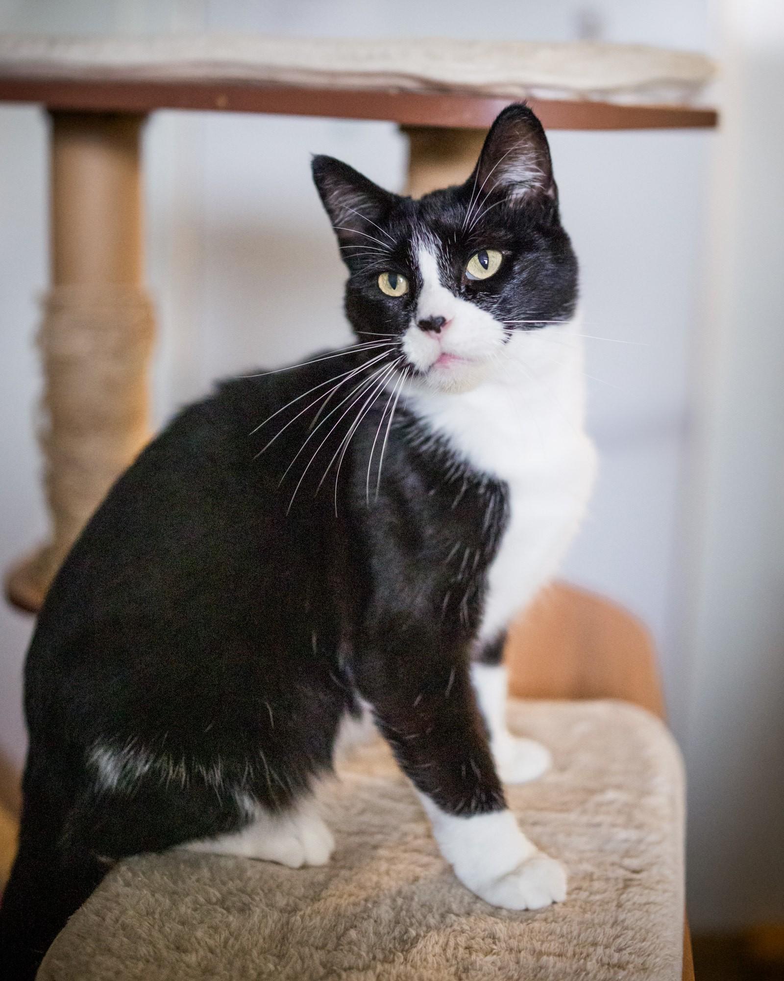 Pita, Adopted, Adult Female Domestic Short Hair.