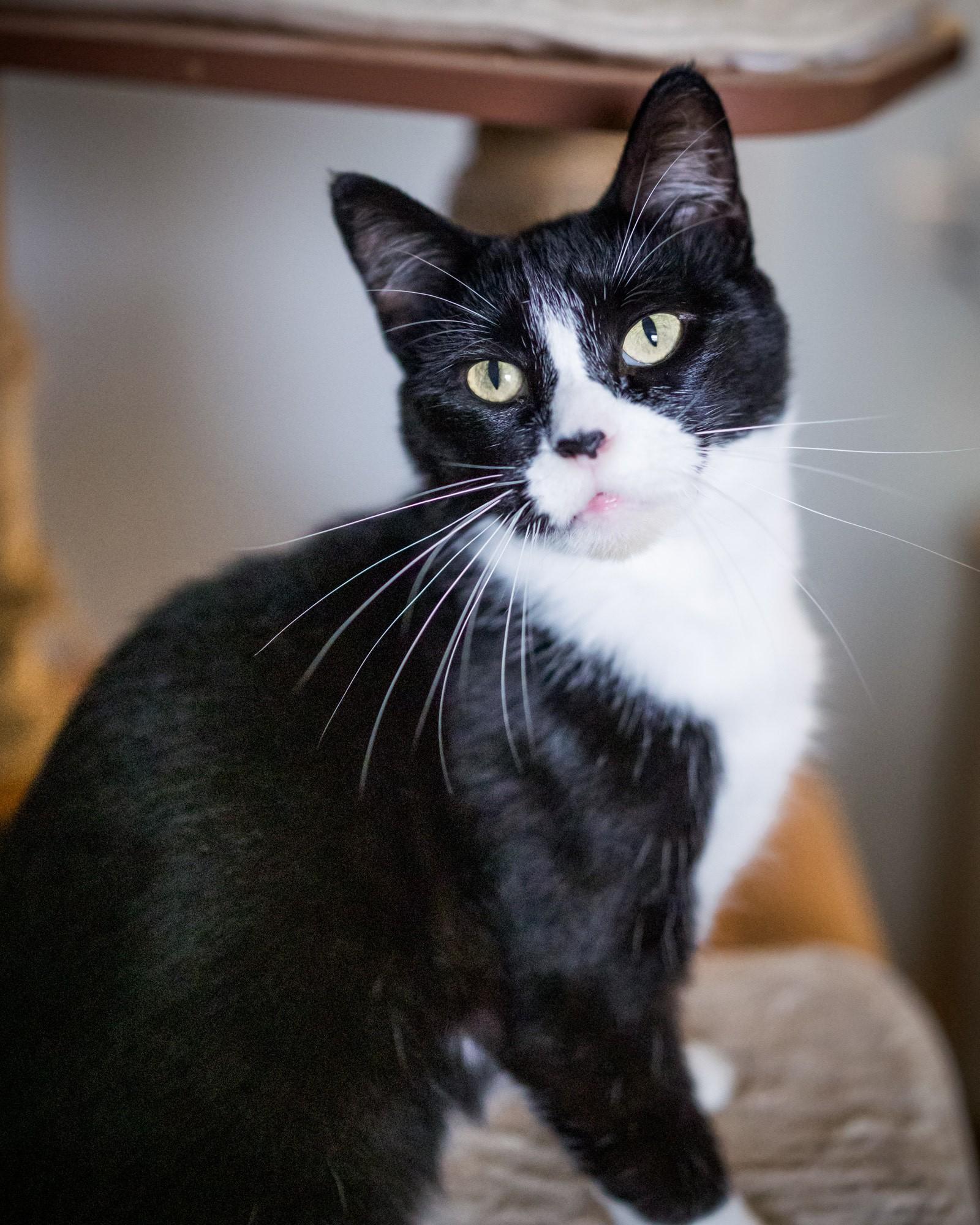 Enlarge Pita, a Adopted Domestic Short Hair in Solon, IA image 2/5