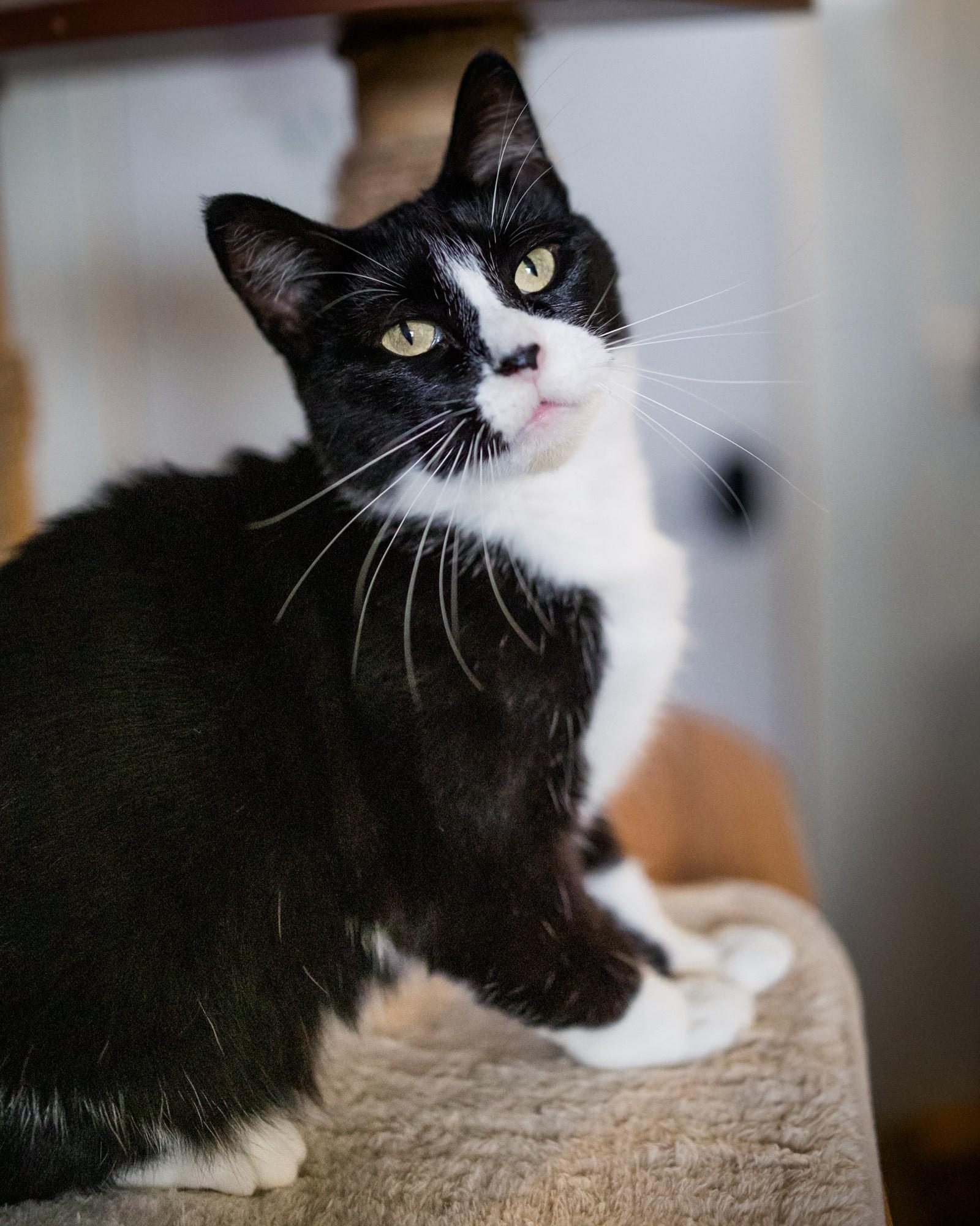 Enlarge Pita, a Adopted Domestic Short Hair in Solon, IA image 3/5