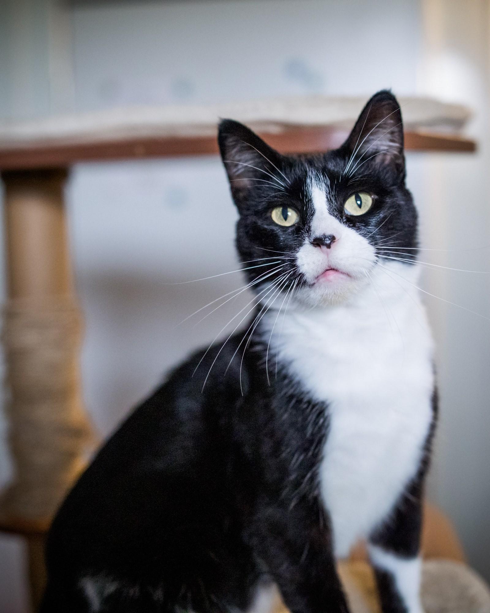 Enlarge Pita, a Adopted Domestic Short Hair in Solon, IA image 4/5