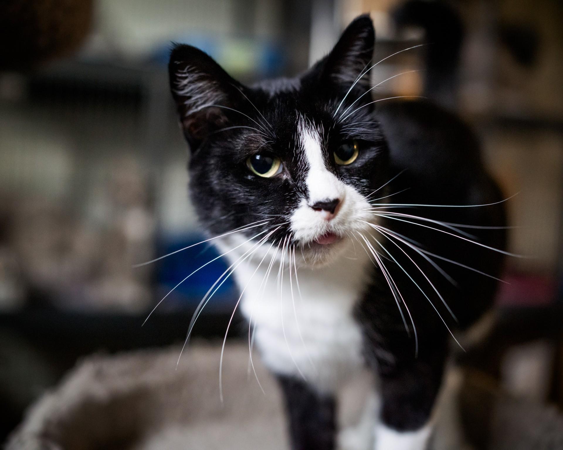 Enlarge Pita, a Adopted Domestic Short Hair in Solon, IA image 5/5