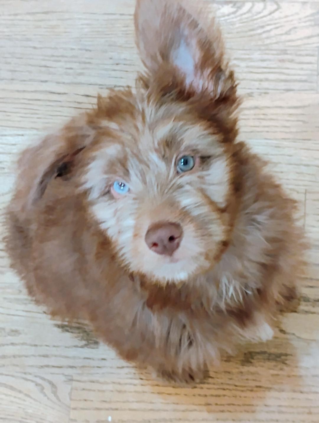 Gilmore, Adoptable, Puppy Male Australian Shepherd & Miniature Schnauzer.