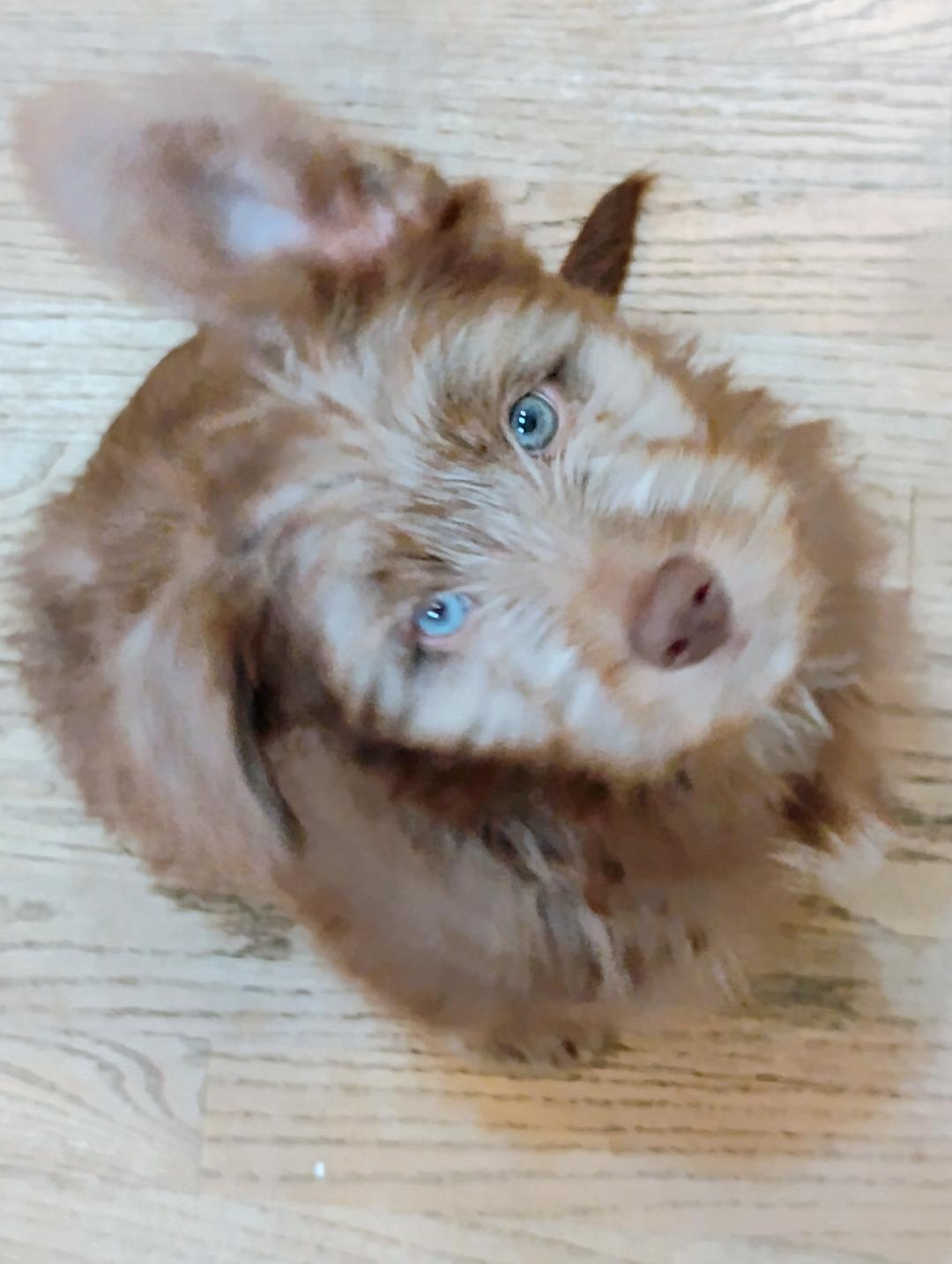 Enlarge Gilmore, a Adoptable mixed breed in Los Angeles, CA image 2/5