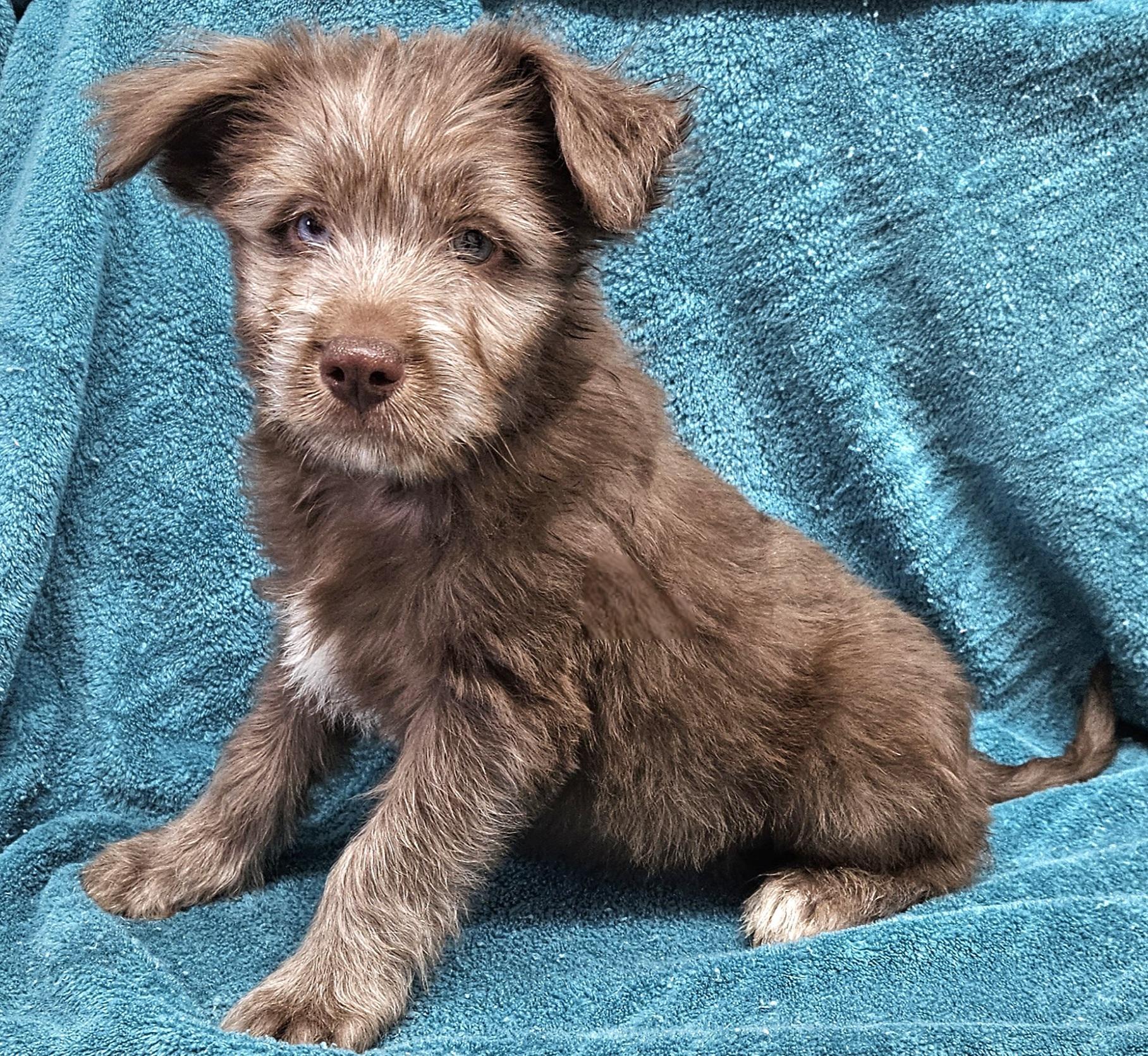 Gilmore, Adoptable, Puppy Male Australian Shepherd & Miniature Schnauzer.