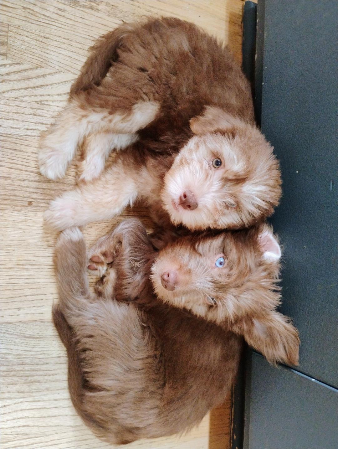 Enlarge Gilmore, a Adoptable mixed breed in Los Angeles, CA image 5/5