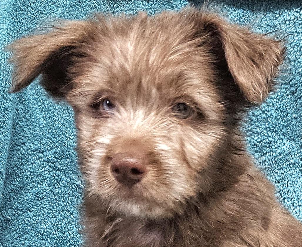 Enlarge Gilmore, a Adoptable mixed breed in Los Angeles, CA image 4/5